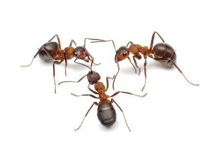 Fire Ant Control